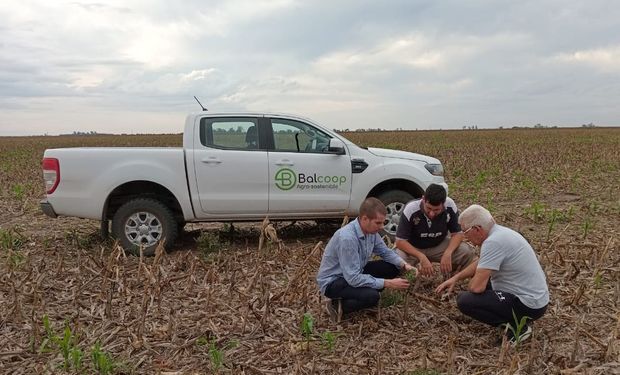 Con trigo de Santa Fe: del sueño de hacer pasta italiana a trabajar con 35 productores, 7500 hectáreas de BPAs y crear un producto único para ganadería