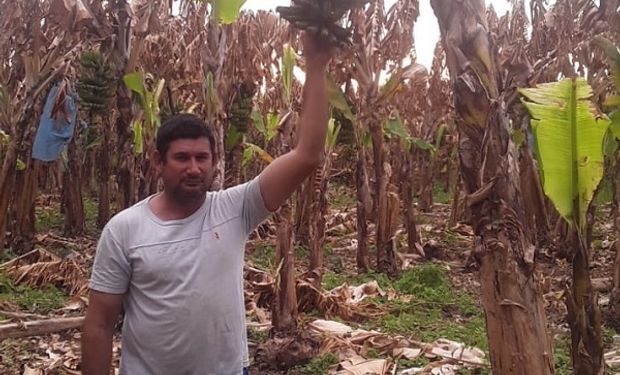 Producir en Formosa: tenía 3000 cajas de bananas para cosechar y la helada le dejó solo 500