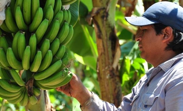 Fuerte reclamo: la importación de bananas y yerba mate impacta sobre las producciones locales