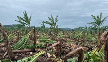 Ventania devasta bananais em SP com prejuízo de R$ 25 milhões