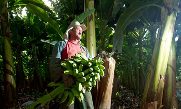 No acumulado dos últimos 12 meses, maior alta entre produtos de origem vegetal (IqPR-V) fica com a banana-nanica, de 108,62%. (fotos - Sistema CNA/Senar)