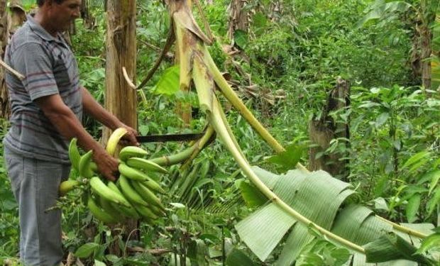 Banco Amazônia aprovou pesquisa para melhorar produção e mitigar prejuízos. (Foto: Embrapa)