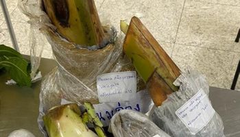 Fiscais apreendem mudas de banana com possível fungo perigoso