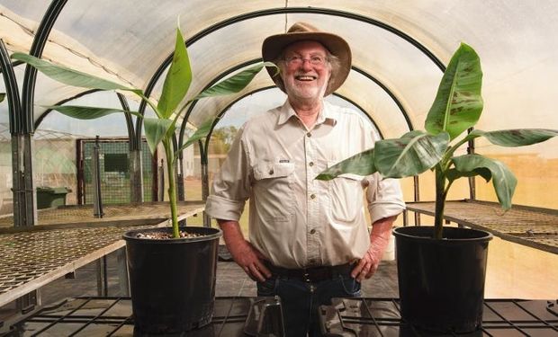 O professor da QUT, James Dale, e sua equipe têm trabalhado no desenvolvimento e cultivo de banana nanica geneticamente modificadas há mais de 20 anos. (foto - QUT)