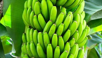 Exportação de bananas cai 12% em janeiro, aponta HF Brasil