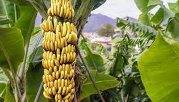 Salvem a banana nanica: ciência busca evitar a extinção da fruta