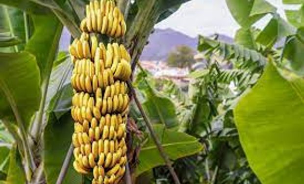 Pesquisadores apostam em banana nanica geneticamente modificada para salvar a variedade. (foto - divulgação)