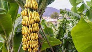 Austrália aprova primeira banana nanica geneticamente modificada para salvar fruta da extinção