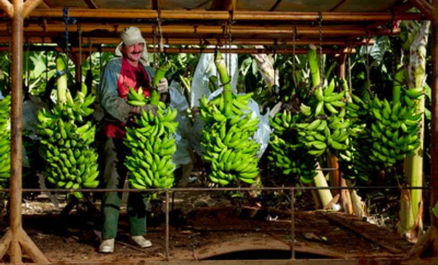 Produtores de banana tê baixa oferta nas principais regiões produtoras. (foto - CNA)