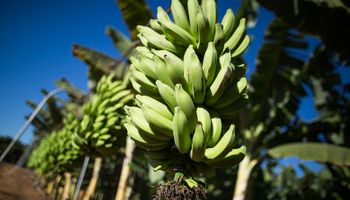 São Paulo lidera produção nacional de bananas com 26% do total