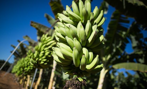Produtores do Vale do Ribeira fecham a maior encomenda de bananas