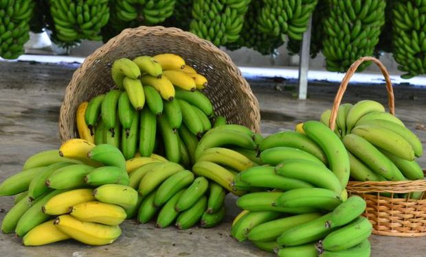 Santa Catarina é o quarto maior produtor nacional de banana. (Foto- Aires Mariga / Epagri)