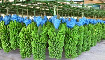 Produção de banana em SC cresce mais de 30% em faturamento 