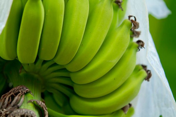 Banana_conab