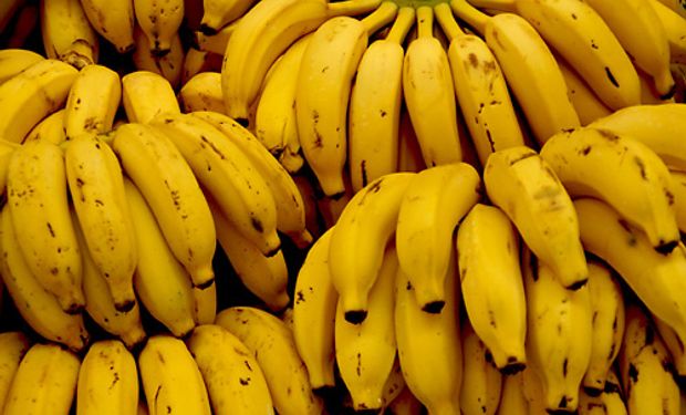 El ciclo bananero comienza en agosto-septiembre. Arranca con la fertilización, la floración en enero-febrero-marzo y abril y la cosecha de abril a agosto..