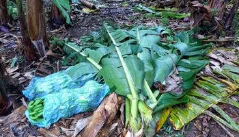 SC: chuva faz produtores de banana perderem 400 mil pés em um dia