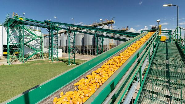 bayer planta