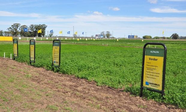 la reconocida empresa multinacional Barenbrug Palaversich tomó la decisión de volver al ruedo dirá presente del 8 al 11 de junio en la 22° edición de AgroActiva.