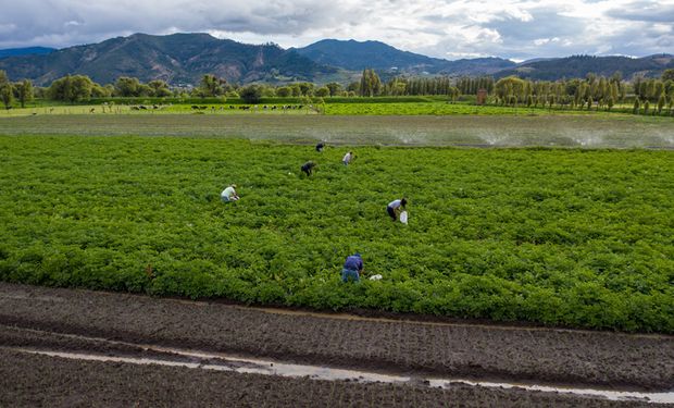 Empresa de irrigação apresenta plano de expansão em Uberaba