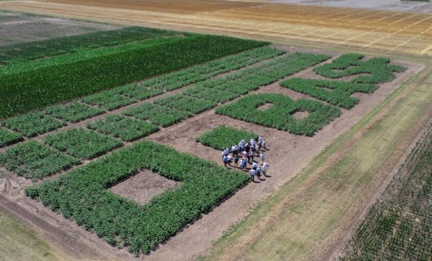 Los productos que prepara BASF para el mercado argentino y de la región