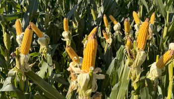 Debutan en AgroActiva 2025 con semillas, protección de cultivos y digitalización: una apuesta integral por la innovación agrícola