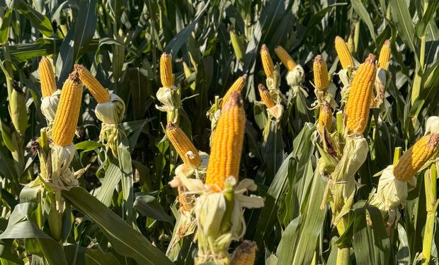 Debutan en AgroActiva 2025 con semillas, protección de cultivos y digitalización: una apuesta integral por la innovación agrícola