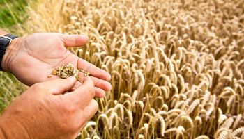 BASF lanza el herbicida Luximo con un nuevo modo de acción