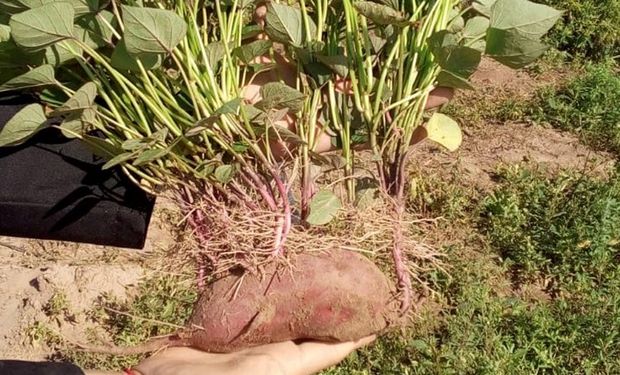 Batata: un cultivo cosmopolita y versátil