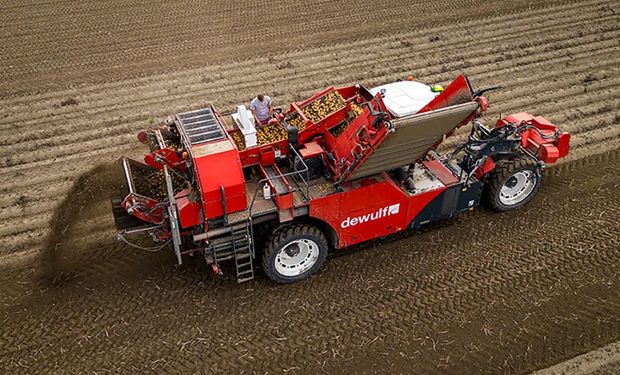 Segundo principal HF, a batata chega a uma produção superior a 3,6 milhões de toneladas por ano no Brasil em uma área ao redor de 120 mil hectares de cultivo. (foto - divulgação)