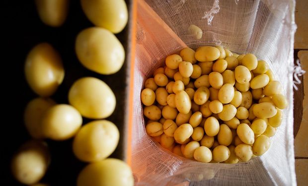 Batata foi a que mais barateou, com uma queda de preços unânime em todas as Ceasas. (Foto - Wenderson Araujo)