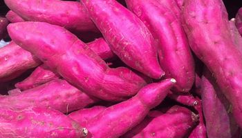 Governo de SP libera crédito emergencial para produtores de batata-doce e mandioca