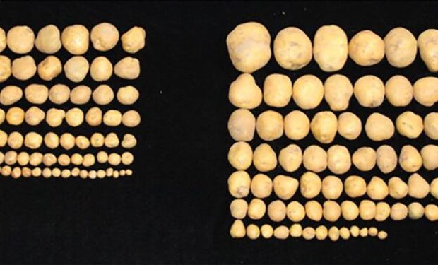 Em testes a campo, a proteína FTO gerou aumento de 50% no rendimento dos arrozais e, também, de batatas. (foto - Nature)