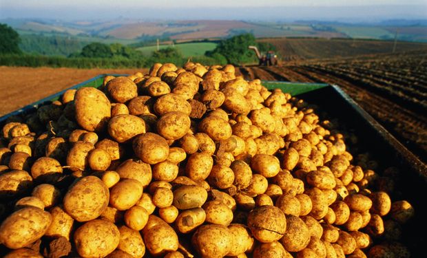 Dica para o feriado: cenoura, batata e tomate estão mais “em conta"