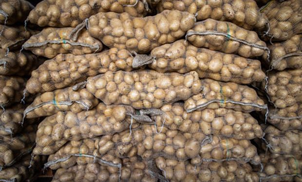 Segundo HF, custo total médio de produção da saca da batata deve ultrapassar R$ 50 em 2022. (foto - Sistema CNA/Senar)