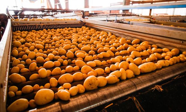 Diminuição das chuvas em diversas regiões produtoras dos País ajuda para uma maior oferta. (foto - Sistema CNA/Senar)