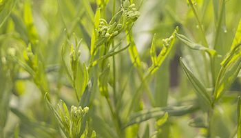 Bayer e bp anunciam parceria para ampliar produção de camelina para biocombustíveis