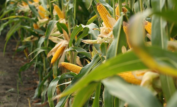 Maíz: ¿Cómo es la estrategia integral que plantea un gigante del agro?