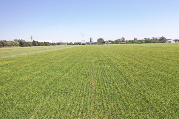 bayer cropmix
