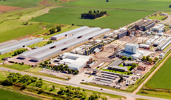 bayer semillas