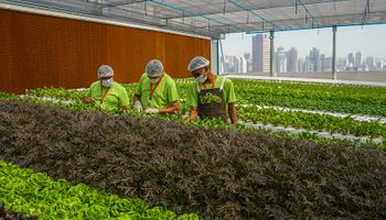 Fazenda urbana invade grandes cidades por produzir 28 vezes mais hortaliças