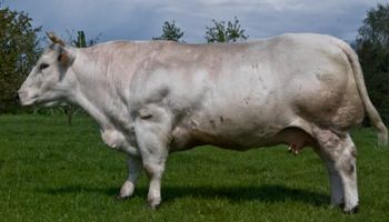 Belgian Blue, o “boi fisiculturista”, pode passar de 1 tonelada e rende carne supermagra
