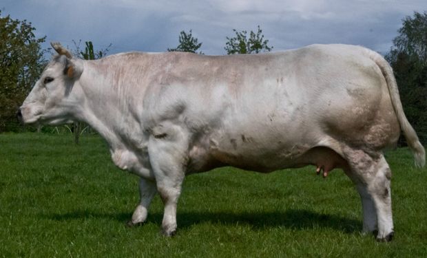 Belgian Blue, o “boi fisiculturista”, pode passar de 1 tonelada e rende carne supermagra