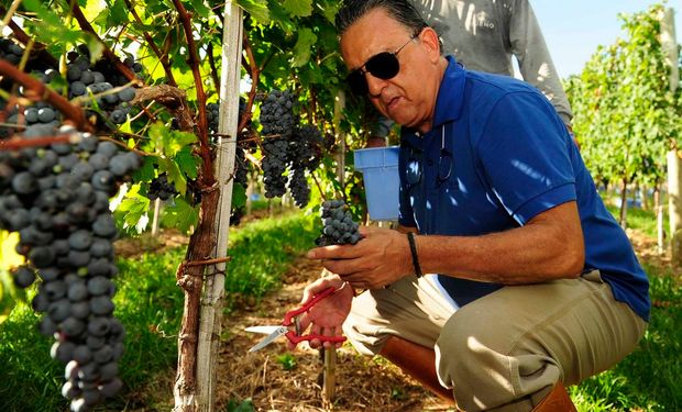 Fazenda Bellavista Estate, é localizada em Candiota, no Rio Grande do Sul, próxima ao Uruguai. (Foto - Revista Gente que faz)