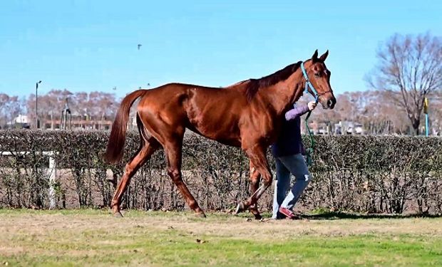 Quién había comprado al mejor caballo de carreras de la Argentina y cuál fue la maniobra que alertó a Aduana