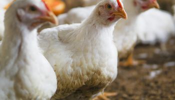 Bem-estar animal avança como agenda estratégica na produção de frangos no Brasil