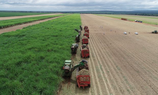 Grupo anunciou projeto de irrigação plena de seus 30 mil hectares de cana. (foto - divulgação)