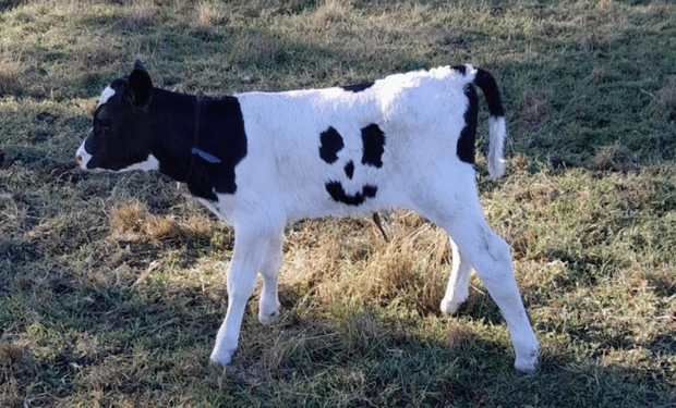 Foto que fazendeiro mandou para esposa, ao ver um "rosto feliz" no animal. (acervo pessoal)