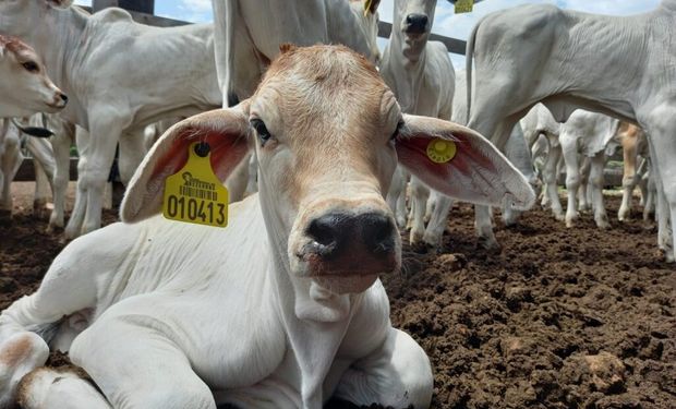 Programa implantou 906 ações de assistência técnica produtiva. (foto - divulgação Acrimat)