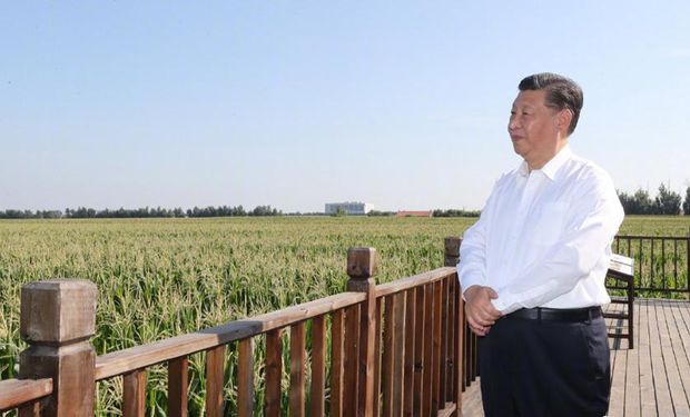 China apunta a mejorar la industria semillera y aumentar los desarrollos para garantizar el suministro de granos