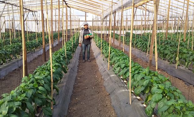 Venden “bichos” que devoran las plagas de los cultivos